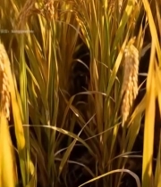  手捧稻穗农业场景3411#竖屏 	 