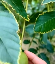  手摘树上青皮核桃1663#竖屏 	 