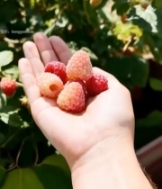 手捧新鲜树莓特写(1)7460#竖屏 	 