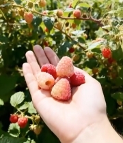  手持新鲜树莓特写5429#竖屏 	 