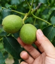  手触枝头青皮核桃特写5749#竖屏 	 