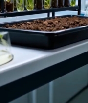  实验室试管内植物幼苗素材7604#竖屏 	 