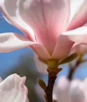  盛开的粉色玉兰花特写(1)2248#竖屏 	 