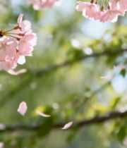  盛开飘落的粉色樱花2992#竖屏 	 