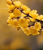  盛开的黄色梅花特写4540#竖屏 	 
