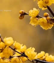  盛开的黄色梅花特写4540#竖屏 	 