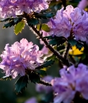  盛开的紫色杜鹃花特写6271#竖屏 	 