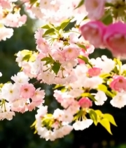  盛开的粉色樱花特写(10)4129#竖屏 	 