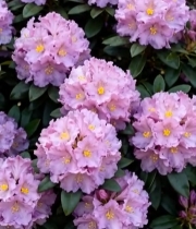  盛开的紫色花卉特写7693#竖屏 	 