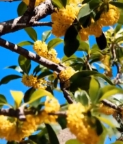  盛开的桂花特写素材2172#竖屏 	 