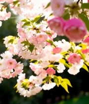  盛开的粉色樱花特写(10)4129#竖屏 	 