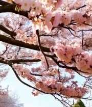  盛开的粉色樱花特写(5)1860#竖屏 	 