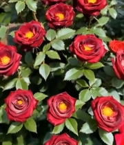  深红月季花特写(1)2631#竖屏 	 