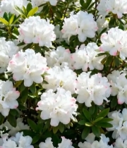  盛开的白色杜鹃花特写1369#竖屏 	 