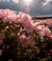  盛开的粉色杜鹃花海1836#竖屏 	 