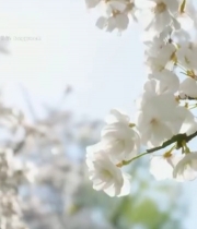  盛开的白色樱花特写(1)5681#竖屏 	 