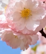  盛开的粉色樱花特写()(1)6986#竖屏 	 