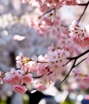  盛开的粉色樱花特写()4278#竖屏 	 