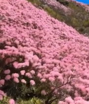  山坡粉色杜鹃花自然风光3168#竖屏 	 