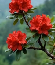  山间盛开的红色杜鹃花6774#竖屏 	 