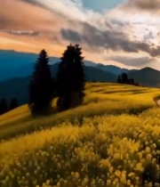  山间油菜花田夕阳美景1772#竖屏 	 