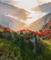  山间云海日出自然风光1017#竖屏 	 