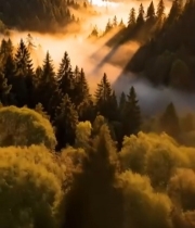  山林间晨雾弥漫的自然风光6231#竖屏 	 