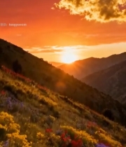  山间花海日落美景3026#竖屏 	 