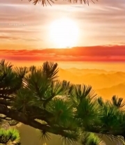  山间日出松景1170#竖屏 	 