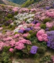  山间多彩杜鹃花海4766#竖屏 	 