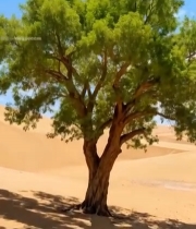  沙漠中孤树自然风光素材7495#竖屏 	 