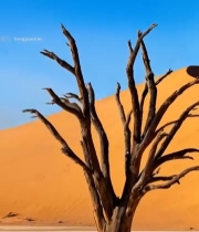  沙漠中枯树立于沙丘前4501#竖屏 	 