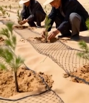  沙漠中老人植树场景3376#竖屏 	 
