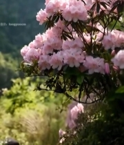  山间粉色杜鹃花特写4589#竖屏 	 