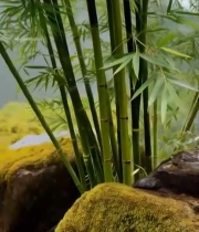  山间带水珠竹叶与岩石风景3611#竖屏 	 