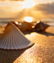  沙滩上的贝壳与海上日落景象6973#竖屏 	 