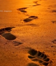  沙滩上的夕阳下脚印2839#竖屏 	 