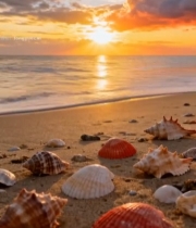  沙滩夕阳下的多彩贝壳911#竖屏 	 