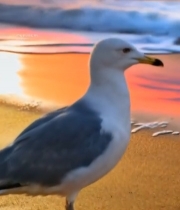  沙滩上站立的海鸥与夕阳海景4692#竖屏 	 