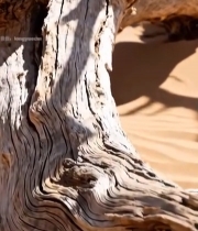  沙漠中枯木特写1109#竖屏 	 