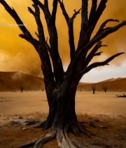  沙漠中枯树立于干裂土地1814#竖屏 	 