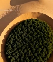  沙漠中圆形绿植俯瞰景象624#竖屏 	 