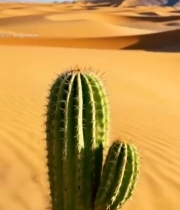  沙漠中的仙人掌与枯木5178#竖屏 	 