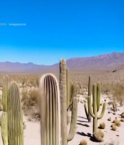  沙漠中的仙人掌景观(1)5887#竖屏 	 