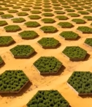  沙漠中的六边形绿植种植区5346#竖屏 	 