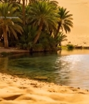  沙漠中的绿洲与棕榈树368#竖屏 	 