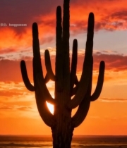  沙漠仙人掌日落景象(1)2532#竖屏 	 