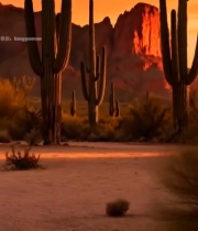  沙漠仙人掌与岩石日落景观4499#竖屏 	 