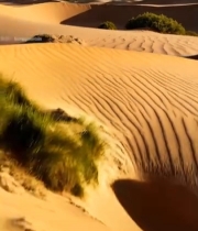  沙漠沙丘与绿植景观7178#竖屏 	 