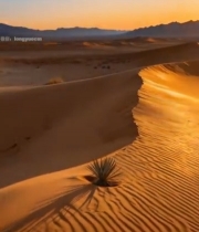  沙漠日落沙丘景观2316#竖屏 	 